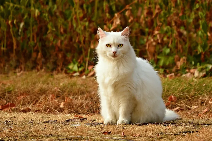14 Sinais de que Seu Gato Pode Estar com Dor e Como Ter Certeza