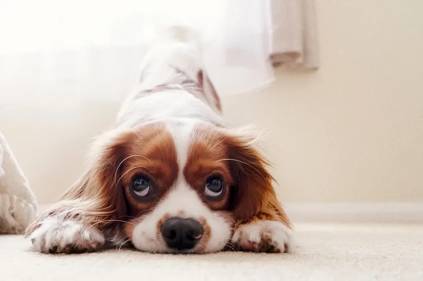Os Cães Podem Usar Cannabis Medicinal? Descubra os Fatos!