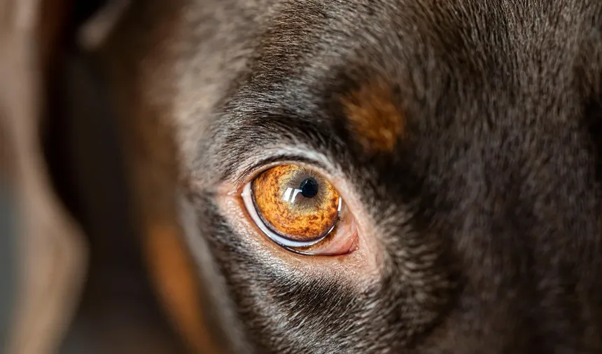 Cães Lambem Feridas: Perigo ou Cura? Descubra a Verdade!