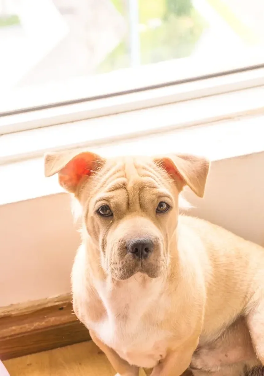 Síndrome de Fanconi em Cães: Tudo o que Você Precisa Saber