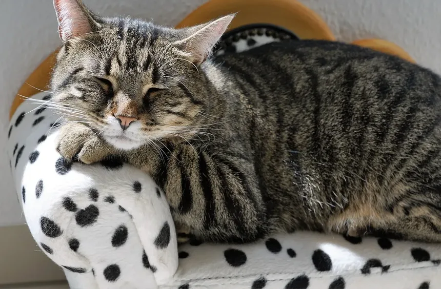 Gatos Independentes: 5 Raças Perfeitas para Quem Tem Rotinas Agitadas