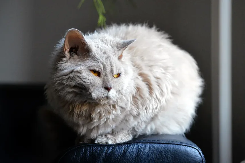 Gatos Independentes: 5 Raças Perfeitas para Quem Tem Rotinas Agitadas