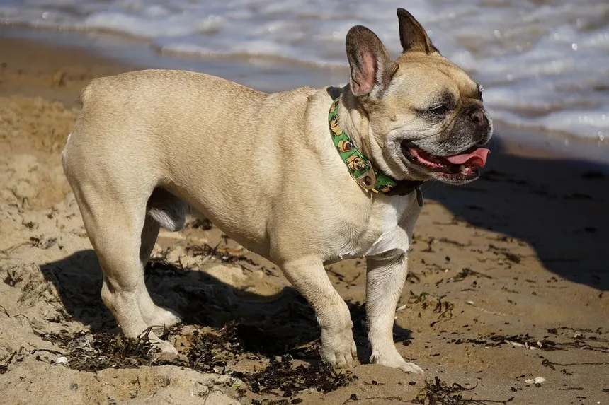 Praziquantel para Cães e Gatos: Como Funciona e Quando Usar?