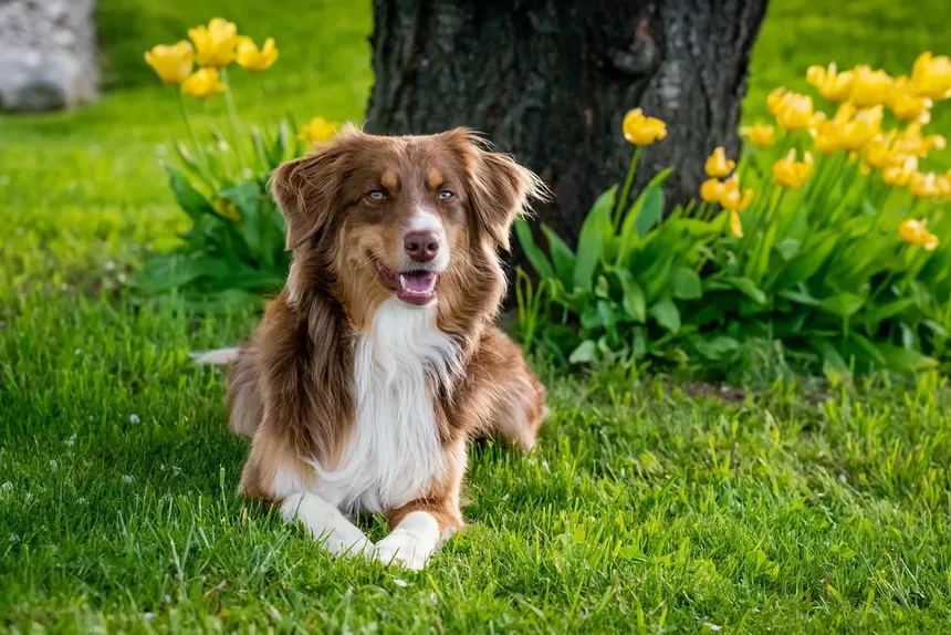 Por que os cães lambem o ar? Descubra os 7 motivos surpreendentes!