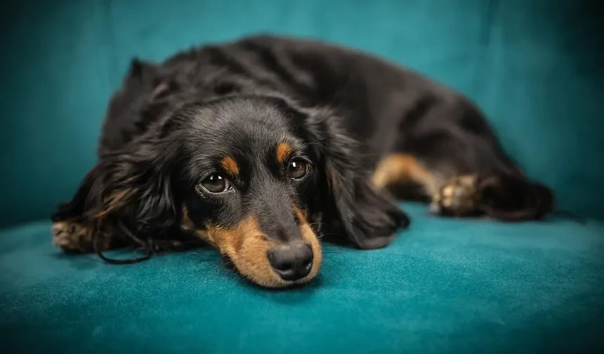 Por que os cães lambem o ar? Descubra os 7 motivos surpreendentes!